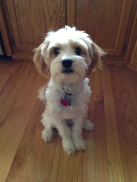 Cavamaltipoo puppy (Cavalier King Charles spaniel / Maltese / Poodle ...