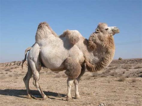 Bactrian Camel - Pets