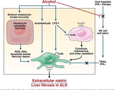 [PDF] ALCOHOLIC LIVER DISEASE 1573 Spectrum , Risk Factors , and ...