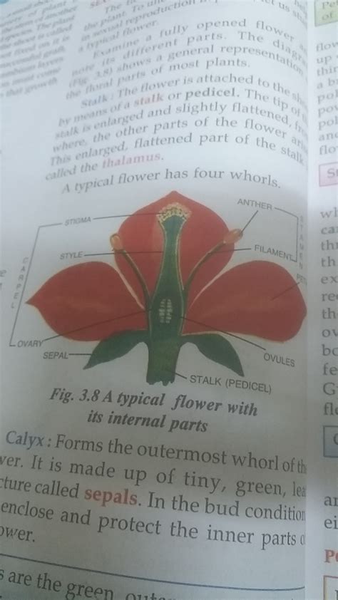 what is the difference between stamen and carpel - Brainly.in