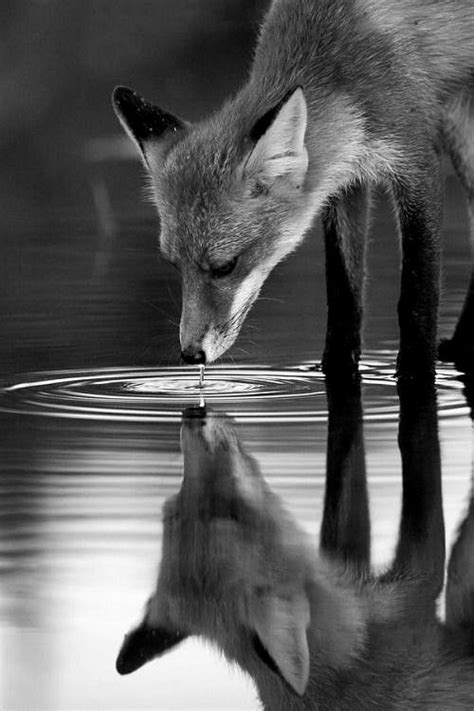 Black and white pictures by Samuel K on Nature | Wildlife photography, Black and white