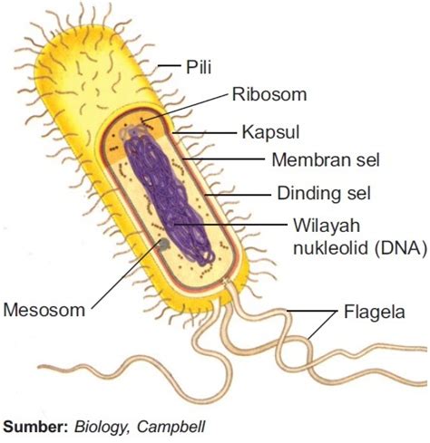 Bakteri E.Coli (Escherichia Coli) ~ Raynaldi Blogger