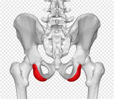 Espina ilíaca posterior superior cresta ilíaca anatomía de la espina ilíaca anterior superior ...