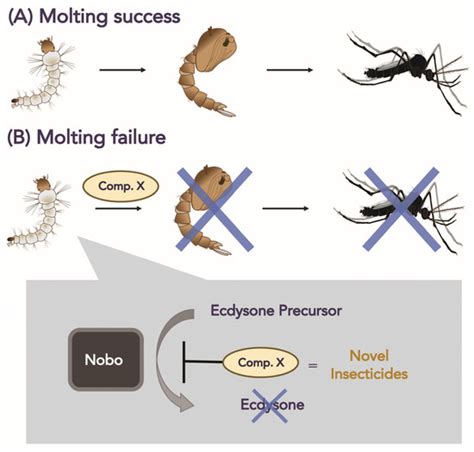 Biomolecules | Free Full-Text | Compounds Inhibiting Noppera-bo, a Glutathione S-transferase ...