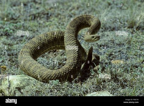 Prairie Rattlesnake (Crotalus viridis) Adult (Western & Plains ...