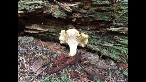 How to find Chanterelle Mushrooms - Oregon - YouTube