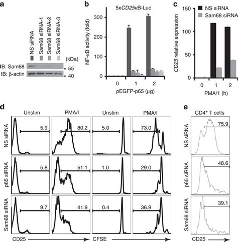 The critical role of Sam68 in the expression of the CD25 gene in T ...