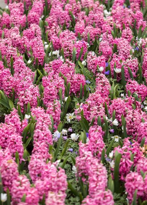 Red Hyacinths Flowers Blooming in a Garden. Stock Image - Image of field, hyacinth: 106070619