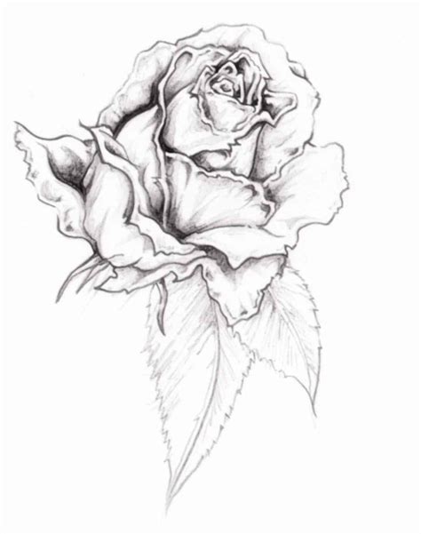 Wilted Flower Drawing at GetDrawings | Free download