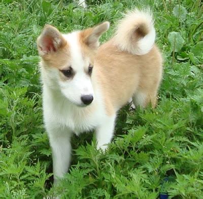 Canadian Icelandic Sheepdog Club: Icelandic Sheepdog Puppies Available ...