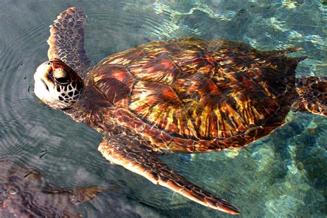 Honu Green Sea Turtle Maui Hawaii Photograph by Pierre Leclerc Photography