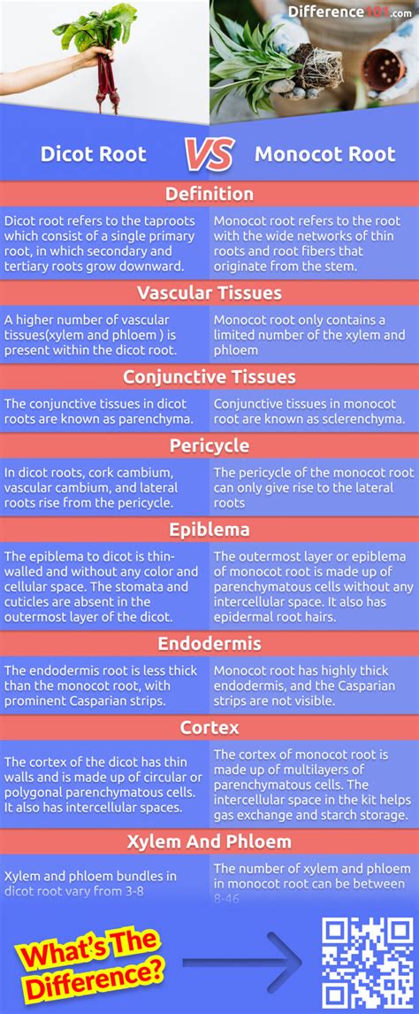 Dicot Root Monocot Root: Key Differences, Pros Cons,, 58% OFF