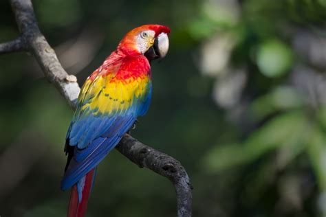 √完了しました！ amazon rainforest scarlet macaw facts 130662-Do scarlet macaws ...