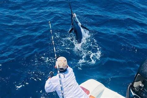 Marlin Fishing Techniques for Catching | by Ecuagringo | Medium