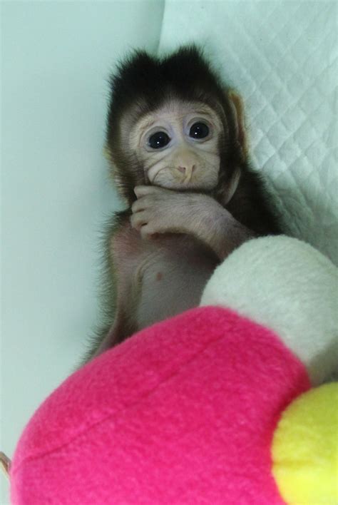 First monkeys cloned by process that made Dolly the sheep - Science ...