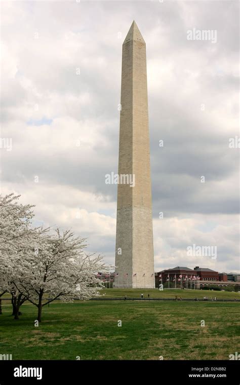 Washington Memorial with blooming cherry trees Stock Photo - Alamy