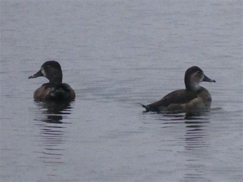 eBird Checklist - 27 Dec 2023 - Lake Woodruff NWR - 34 species