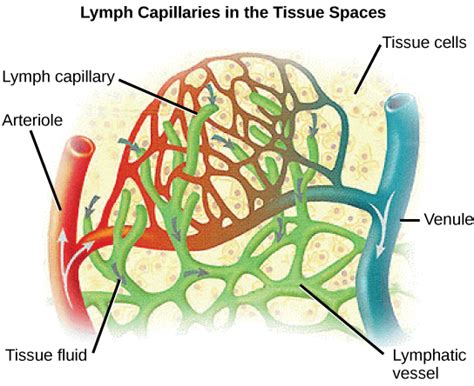 21.4. Blood Flow and Blood Pressure Regulation – Concepts of Biology ...