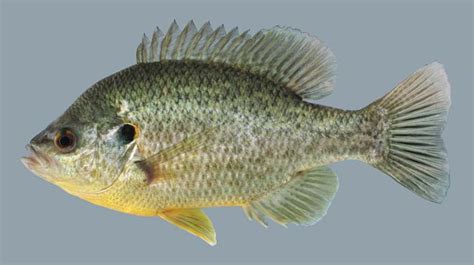 Redear Sunfish - Kentucky Department of Fish & Wildlife