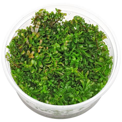 Rotala macrandra "Bangladesh" | Aquasabi - Aquascaping Shop