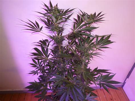 Granddaddy Purple grow journal week10 by stephandjo - GrowDiaries