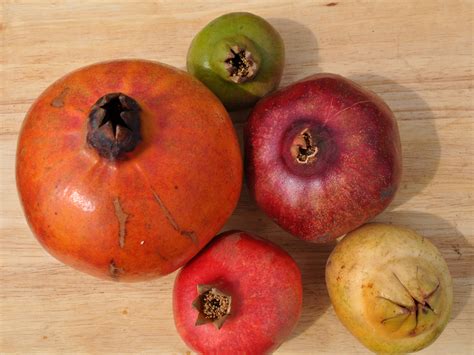 Biologist Wants Americans To Taste A Rainbow Of Pomegranates | NCPR News