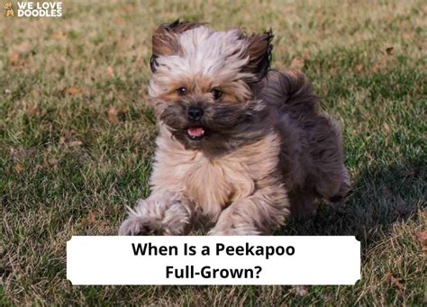 When Is a Peekapoo Full-Grown? (2024) - We Love Doodles