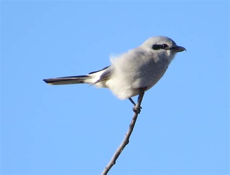 Northern Shrike | 11-20-14 Neosho Wildlife Area, KS | Andrew in Neosho Co | Flickr