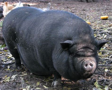 fat pig - Google Search | Pot belly pigs, Pig, Fat pig