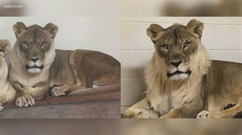 Mystery solved! What caused a lioness to grow a mane? | wbir.com