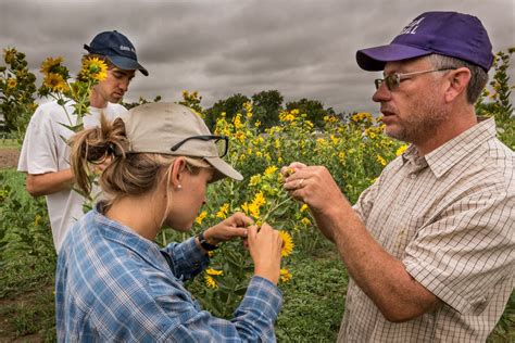 Perennial Grain Crop Development | The Land Institute