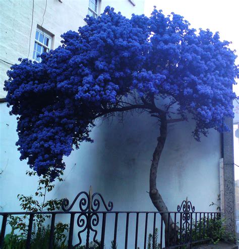 A strange lonely blue tree | by klio1961 Trees And Shrubs, Flowering Trees, Trees To Plant ...
