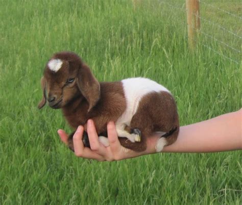 Baby Mini Nubian from Briar Gate Farm. | Baby farm animals, Cute ...