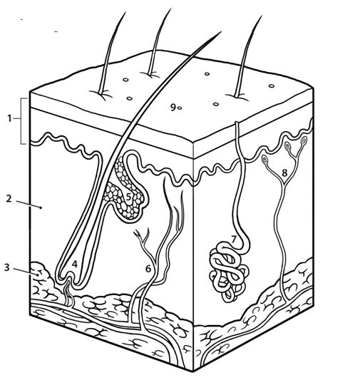 Anatomy and Physiology #1