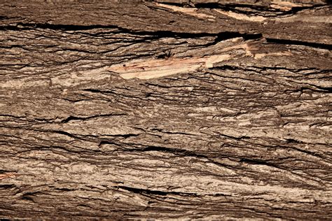 Free photo: Wood Trunk Texture - Backgrounds, Bark, Rough - Free Download - Jooinn