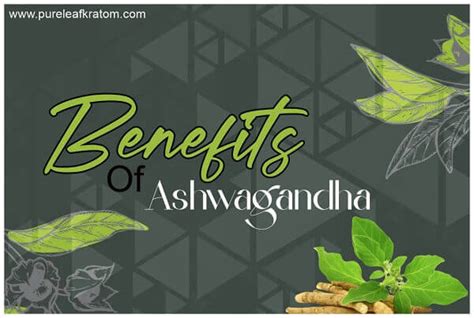 Discovering Ashwagandha Benefits - Ancient Herb Returns