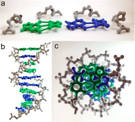 DNA duplex. (a) The six unique models processed from an idealized B-DNA... | Download Scientific ...