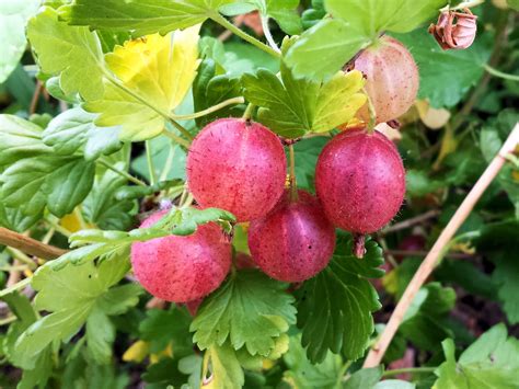 Secret Garden Club: Under the gooseberry bush