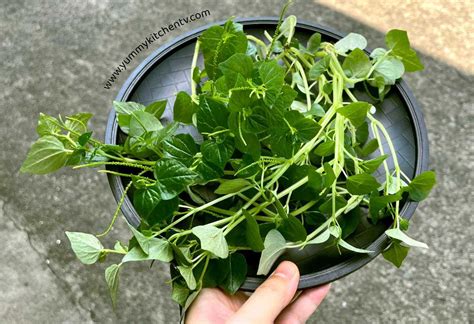 Pansit Pansitan (The healthy Filipino herbal weed) - Yummy Kitchen