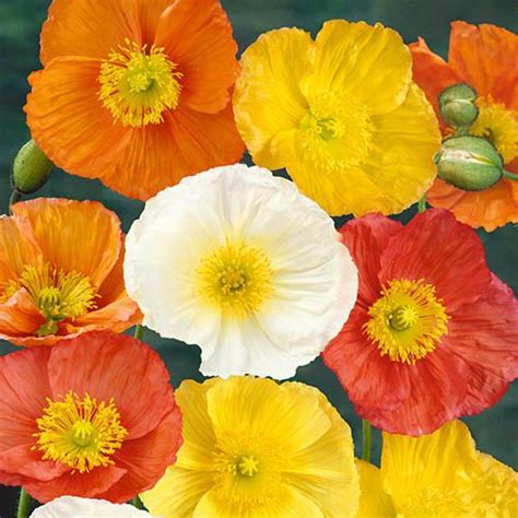 Iceland Poppy Garden Gnome x 6 plants