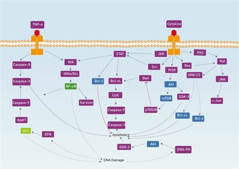 Apoptosis Signaling Pathway | AbMole BioScience