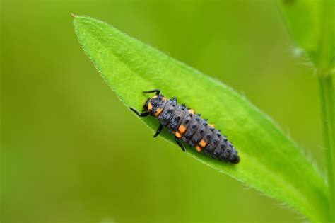 Recognizing Ladybug Larvaes and Beneficial Garden Bugs