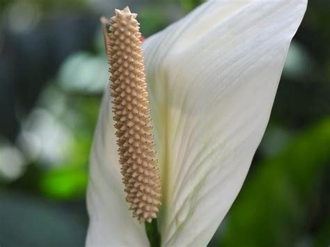 Leuven Botanical Garden