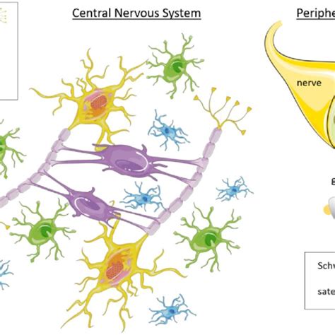 Diagram of the main types of glial cells in the central and peripheral... | Download Scientific ...