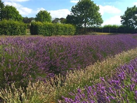 Norfolk Lavender - A Complete Visitor’s Guide | Written by a Local