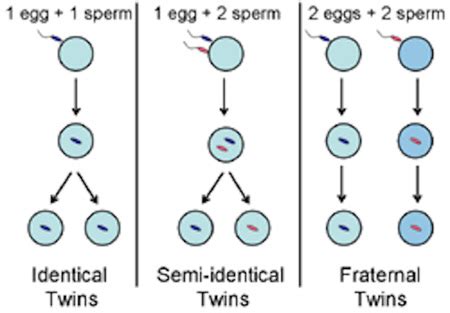 What is the difference between fraternal, identical, and semi-identical twins? - The Tech ...