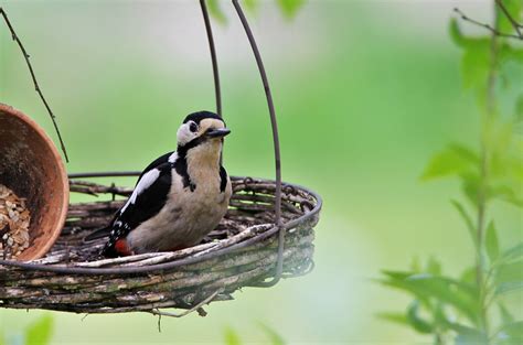 Great Spotted Woodpecker Feeding - Free photo on Pixabay - Pixabay