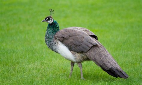 Male vs Female Peacocks: Can You Tell the Difference? - A-Z Animals