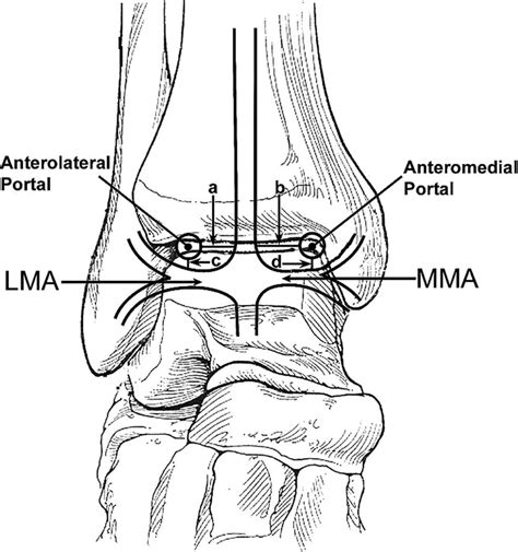 A diagram of the anatomy and relationship between the... | Download Scientific Diagram