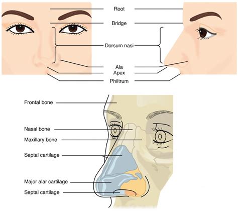 Organs and Structures of the Respiratory System | Anatomy and Physiology